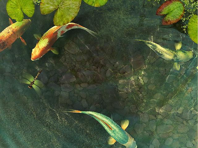 鲤鱼 Koi Fish 3D Screensaver