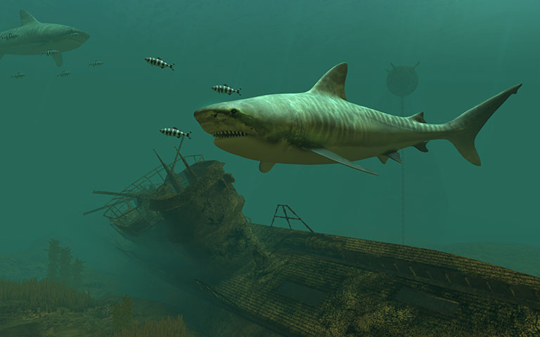 虎鲨 Tiger Sharks 3D Screensaver