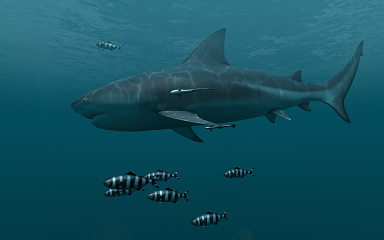 鲨鱼 Sharks 3D Screensaver